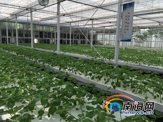 三沙永兴岛无土栽培蔬菜大棚种植的茄子。南海网记者 高鹏 摄。