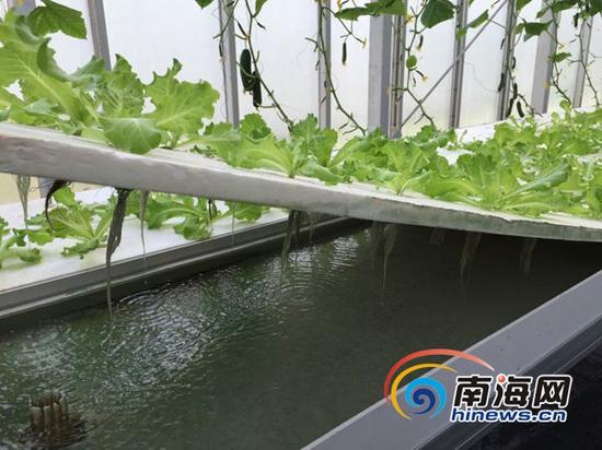 三沙永兴岛水培蔬菜大棚种植的蔬菜。南海网记者 高鹏 摄。