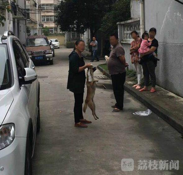 宠物狗悬挂树上窒息死亡 爱狗志愿者介入