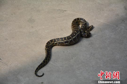 图为被救助的幼蟒。 张荣 摄