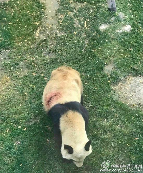 兰州动物园被曝虐待熊猫